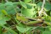 Stenobothrus lineatus lineatus